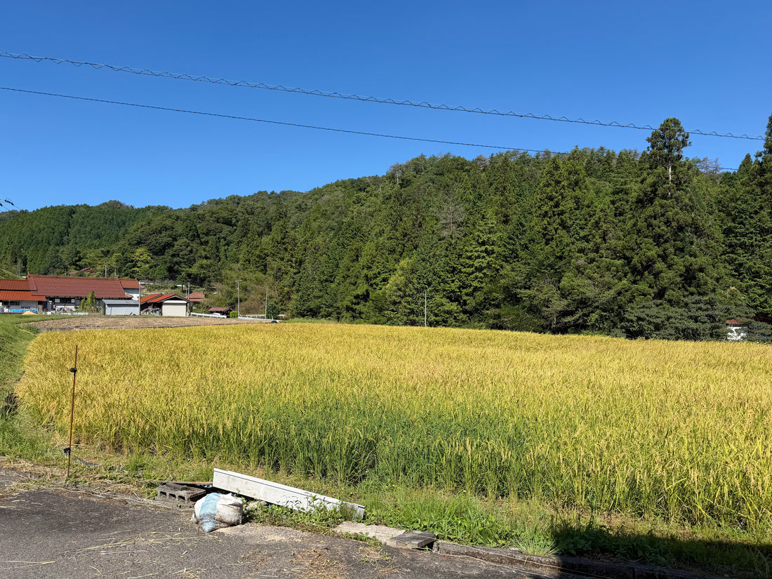 When the Rice Fields Turn Gold: Rice Harvest in Rural Japan